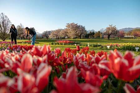 Spomladanska razstava cvetja in tulipanov(8)